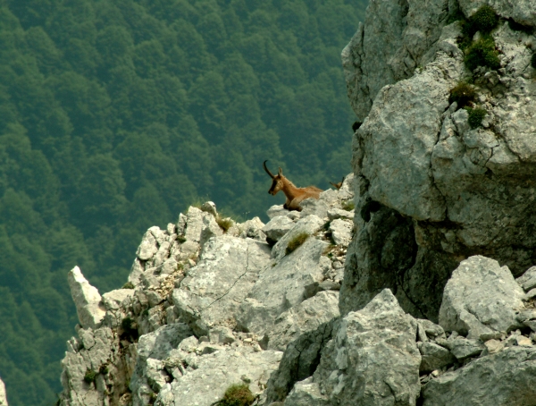 Camoscio d''Abruzzo Rupicapra pyrenaica ornata